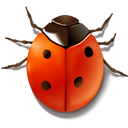 Animal ladybird insect bug
