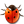 Animal ladybird insect bug