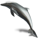 Animal dolphin