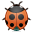 Bug ladybird insect