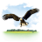 Bird america bald eagle fligth eagle animals