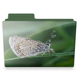 Butterfly folder animal