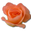 Birthday flower love valentine peach rose