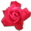 Love birthday flower valentine cerise rose