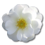Love birthday valentine flower white rose wild