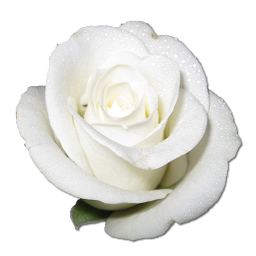 Birthday flower love valentine white rose