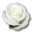 Birthday flower love valentine white rose