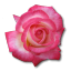 Birthday rose for kdc kdc rose love flower valentine rose