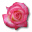 Birthday rose for kdc kdc rose love flower valentine rose