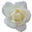 Tulip flower love birthday valentine white rose