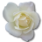 Tulip flower love birthday valentine white rose