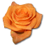 Birthday flower love valentine orange rose