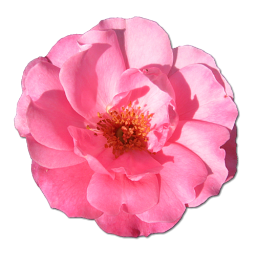 Birthday love flower valentine pink rose wild