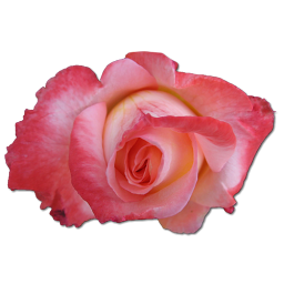 Love birthday flower valentine china rose