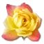 Birthday flower love valentine yellow rose