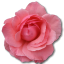 Birthday rose love flower wild valentine pink