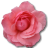 Birthday rose love flower wild valentine pink