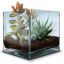 Terrarium succulent