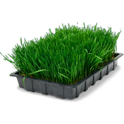 Wheatgrass tray