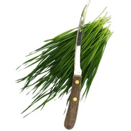 Cut wheatgrass fresh