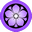 Purple kikyo
