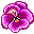 F purple pink pansy flower
