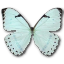 Mint morpho butterfly