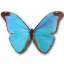 Morpho absoloni butterfly