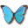 Morpho absoloni butterfly