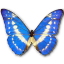 Morpho cypres butterfly