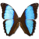 Morpho deidamia neoptolomous butterfly