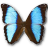 Morpho deidamia neoptolomous butterfly