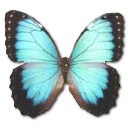 Morpho peleides montezuma butterfly