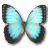 Morpho peleides montezuma butterfly
