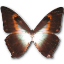 Morpho phano red butterfly