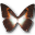 Morpho phano red butterfly