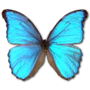 Morpho godarti butterfly