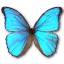 Morpho godarti butterfly