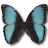Morpho pseudogamedes butterfly