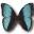Morpho pseudogamedes butterfly
