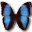 Morpho deidamia erica butterfly