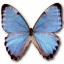 Morpho partis thamyris butterfly