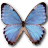 Morpho partis thamyris butterfly