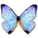 Morpho sulkowski pearl butterfly