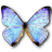 Morpho sulkowski pearl butterfly