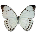 Morpho luna butterfly