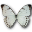 Morpho luna butterfly