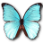 Morpho menelaus hubneri butterfly