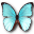 Morpho menelaus hubneri butterfly