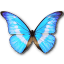 Morpho helena personal butterfly